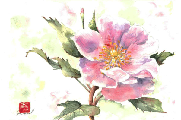 Wild Rose, Alberta wild rose, watercolour painting, watercolor painting, Calgary art collector, Rocky Mountain art, Alberta art, Calgarian Artist.