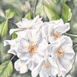 Rose watercolour, white rose watercolour, floral art, Calgarian artist, Canadian artist, Albertan artist, watercolor art, Calgary art colector.