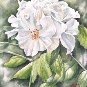 Rose watercolour, white rose watercolour, floral art, Calgarian artist, Canadian artist, Albertan artist, watercolor art, Calgary art colector.