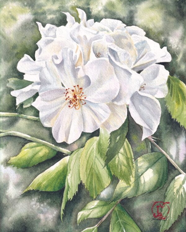 Rose watercolour, white rose watercolour, floral art, Calgarian artist, Canadian artist, Albertan artist, watercolor art, Calgary art colector.